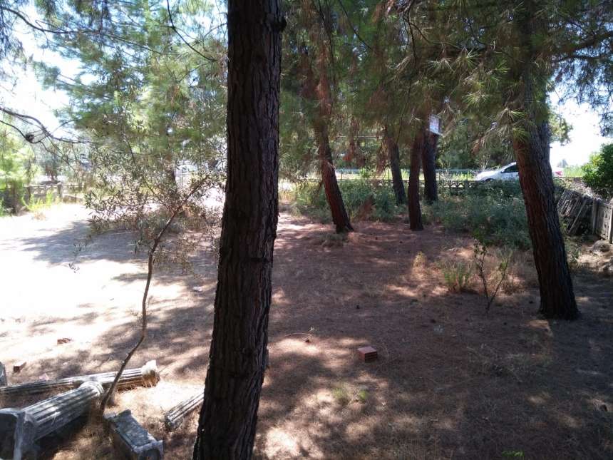 Rural Land In Ciftlik - Fethiye - Land full of pine tree
